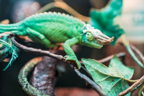Free Green Lizard Stock Photo