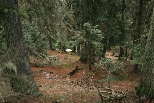 Ilmainen kuvapankkikuva tunnisteilla metsä, puut Kuvapankkikuva