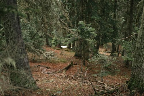 Free Enchanting evergreen forest with dense trees and moss covering the ground, creating a tranquil atmosphere. Stock Photo