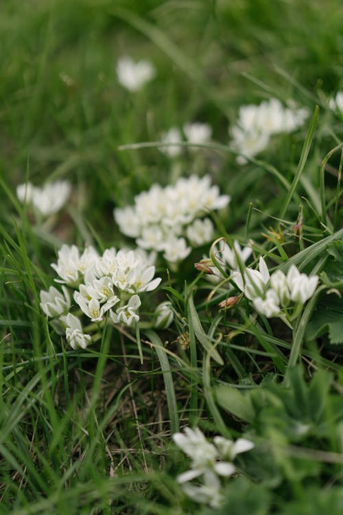 White Flowers on Green Grass