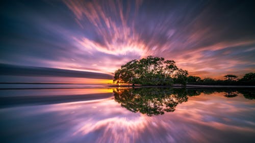 Green Tree Beside Body of Water