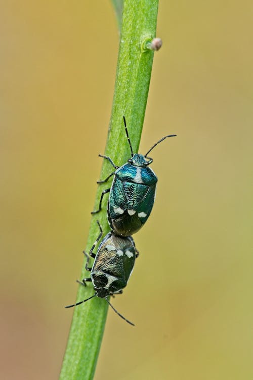 Free Beetles on a Green Stem Stock Photo