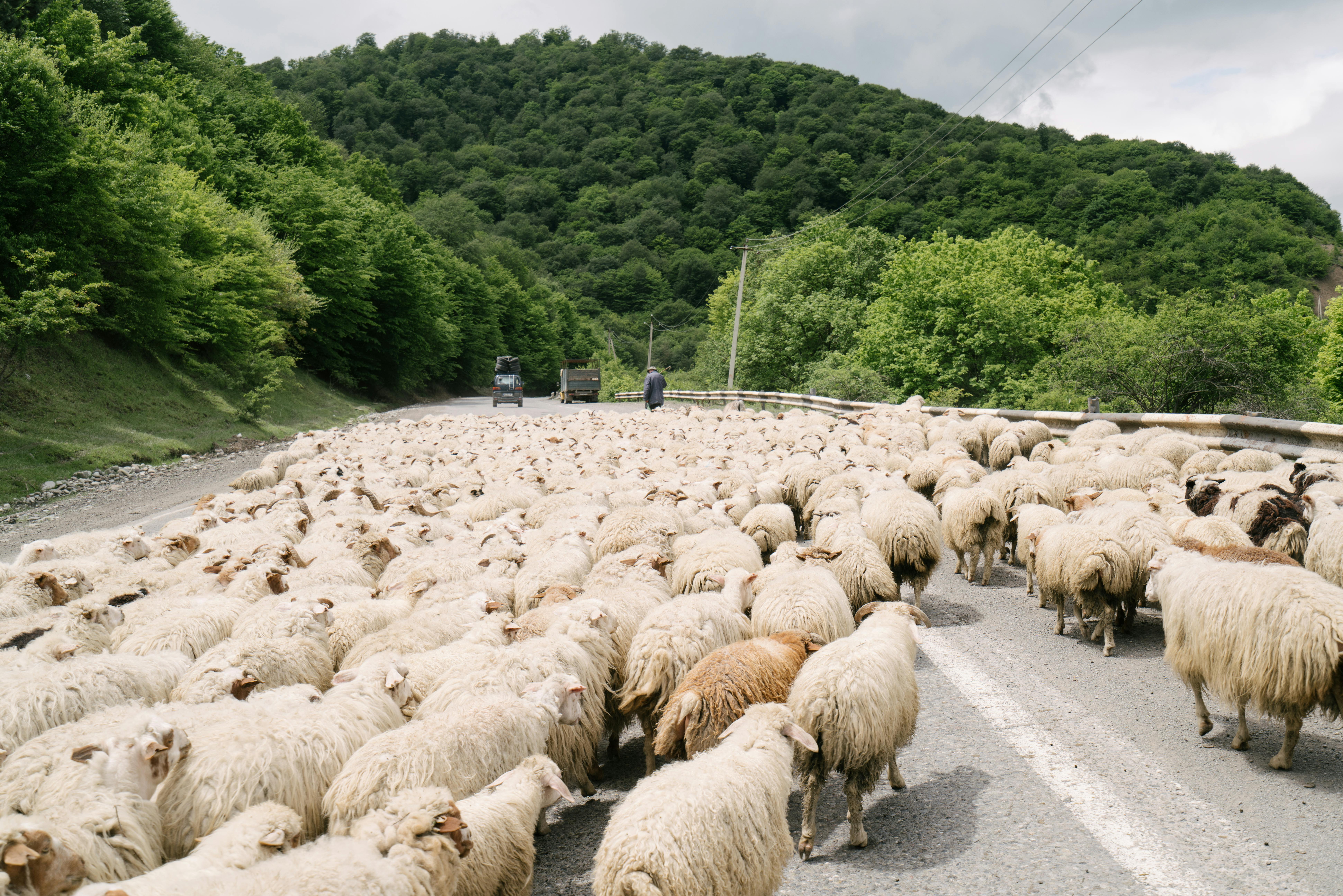 Herd of Sheep on Gray Concrete Road · Free Stock Photo