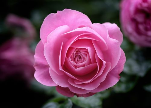 Free A close-up of a vibrant pink rose in full bloom, showcasing delicate petals and natural beauty. Stock Photo