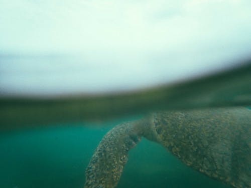 Side view of sea turtle marine reptile with leathery shell and flippers swimming underwater