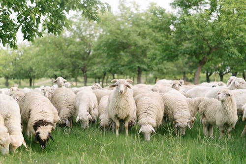 Herd of Sheep on Green Grass Field