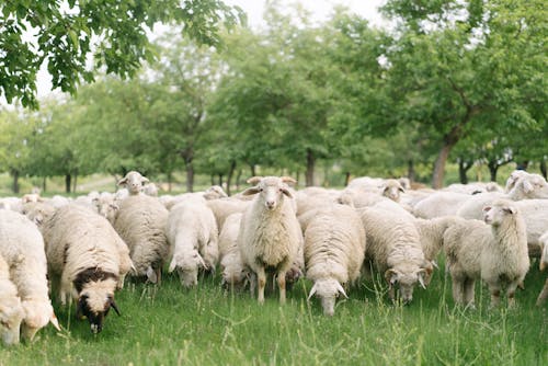 Photos gratuites de abondance, agriculture, animaux