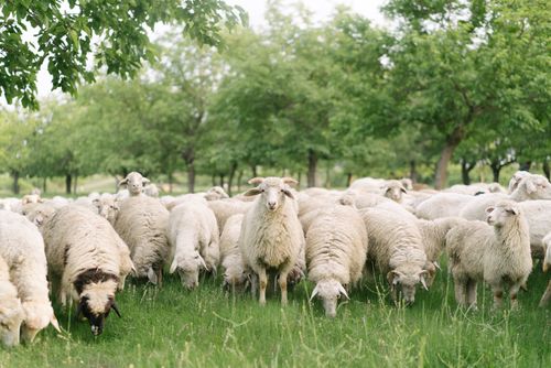 Free A large flock of sheep grazing peacefully in a lush green pasture under trees. Stock Photo