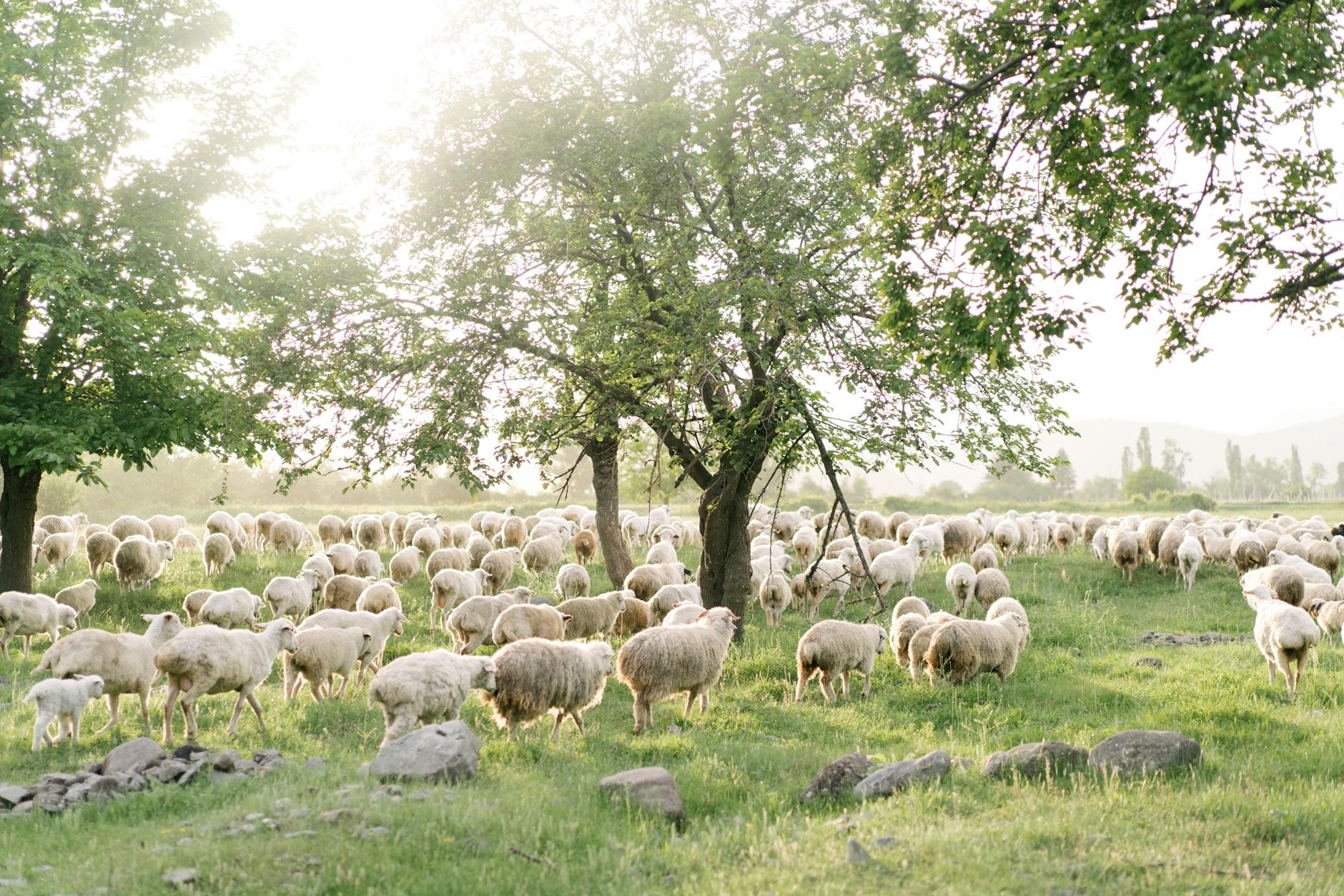 羊毛-Merino綿羊