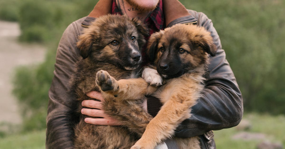 How much should a German shepherd puppy cost
