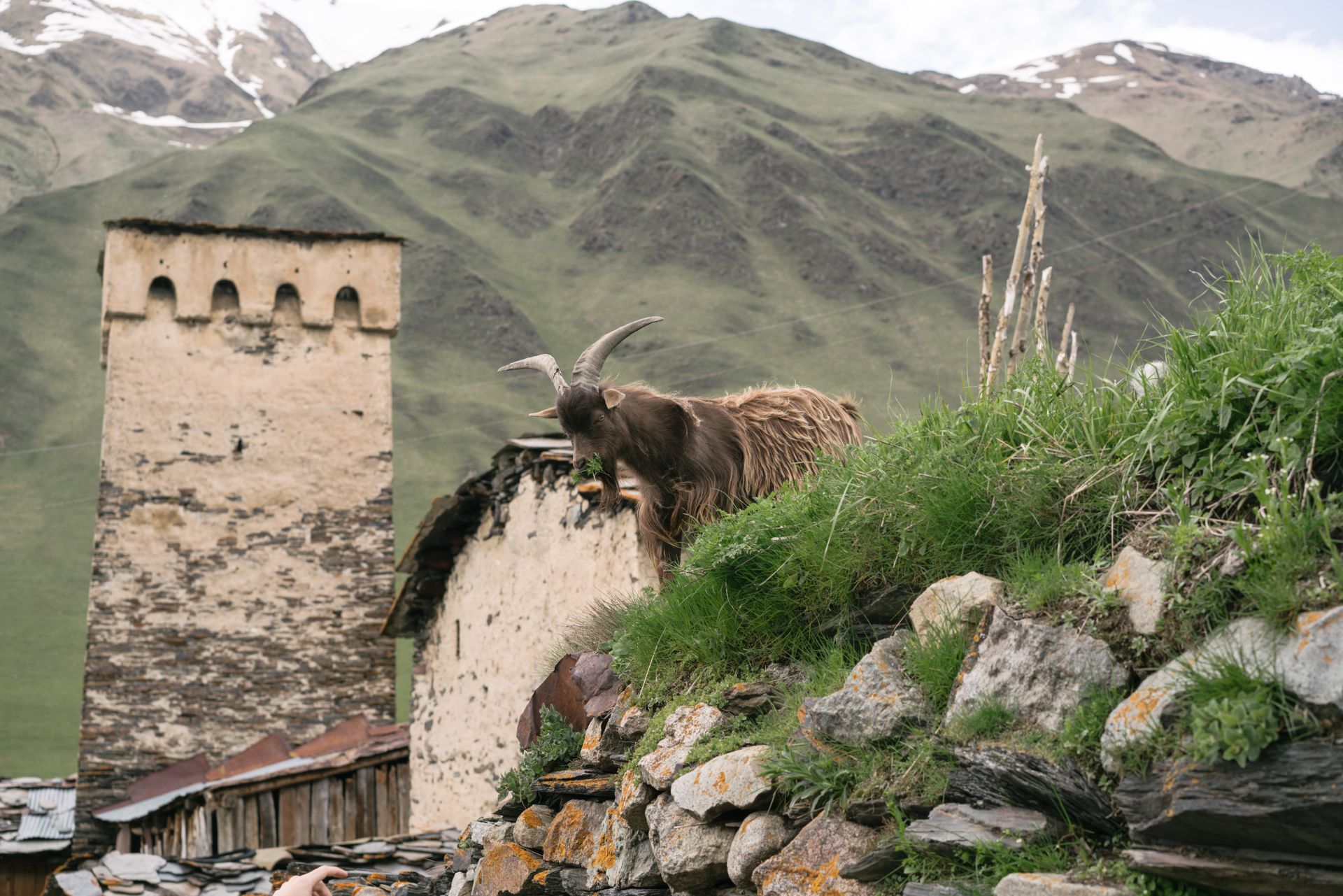 A solitary goat with large horns stands on a lush mountain hillside with ancient stone tower.