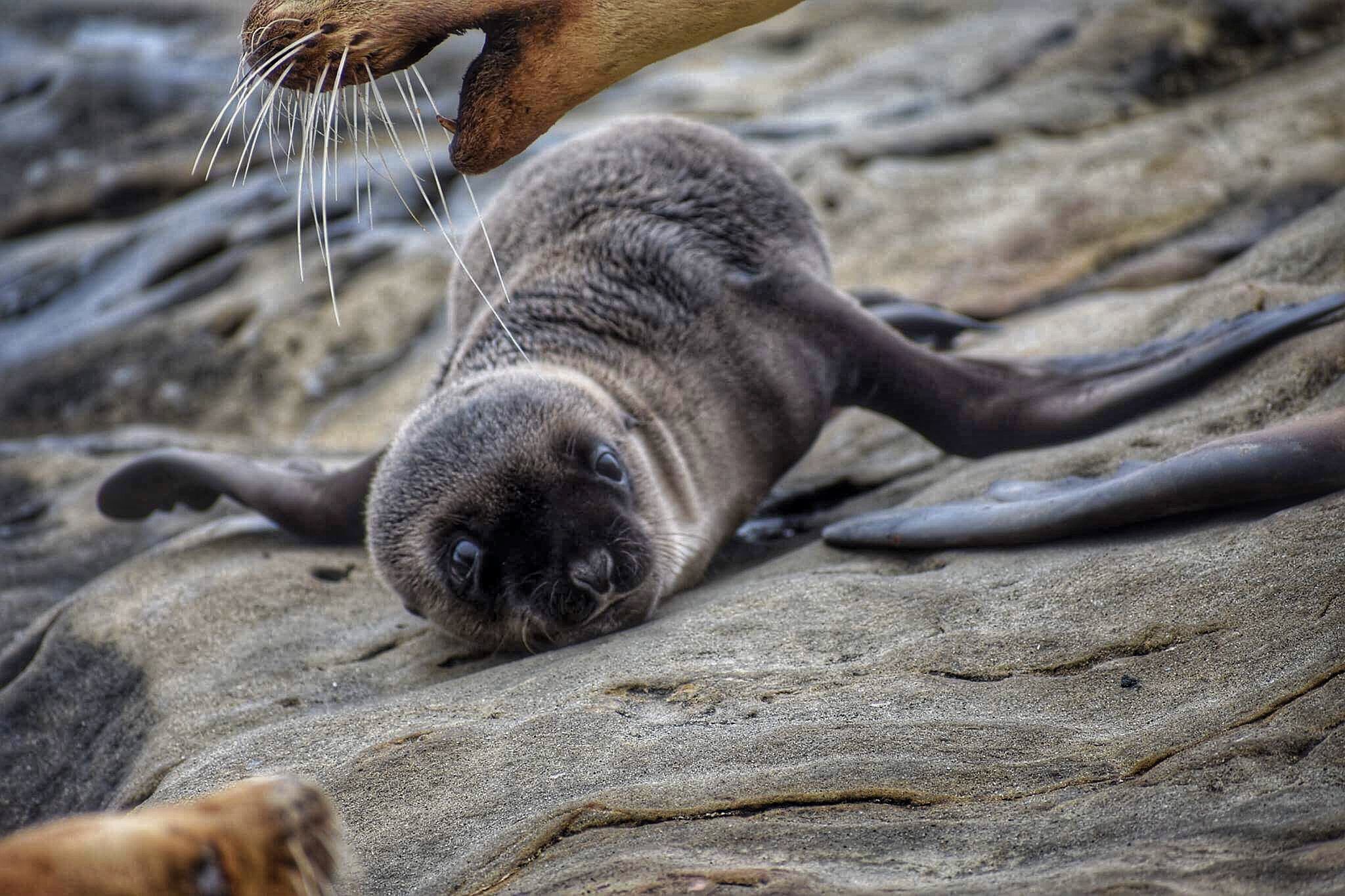 Free stock photo of animal photography, baby, beautiful