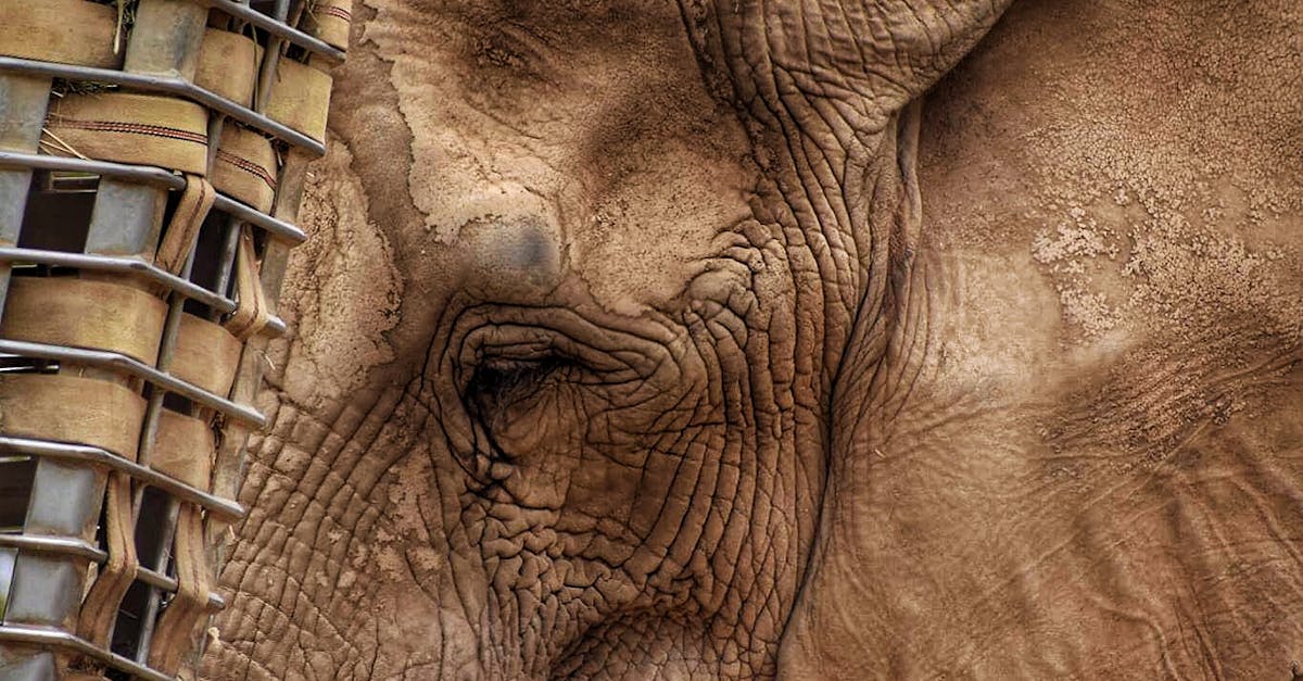 Free stock photo of animal, animal photography, elephant