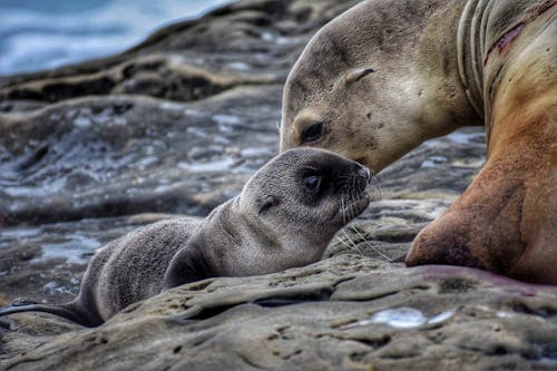 Free Seal Và Baby Seal Stock Photo