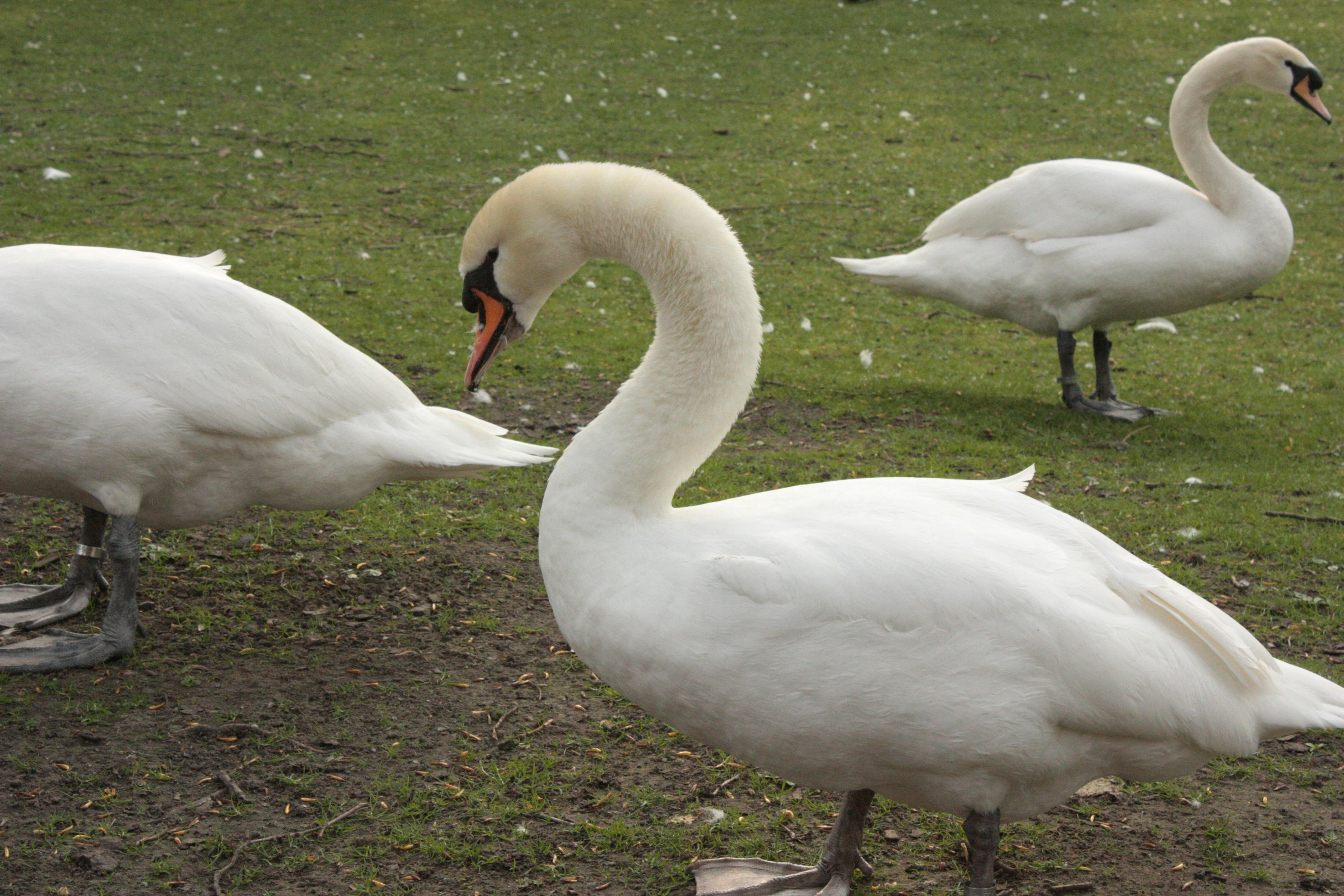 Free stock photo of swan Free stock photo of swan