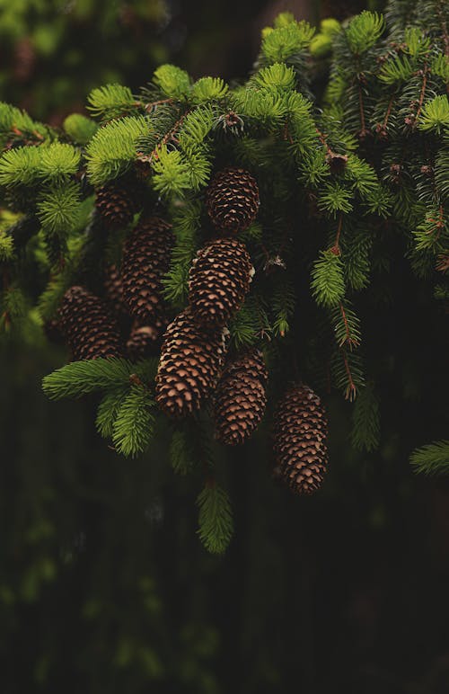 Free Numerous cones hanging on abundant evergreen fir tree growing in coniferous forest in daylight Stock Photo