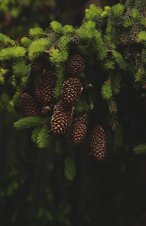 Numerous cones hanging on abundant evergreen fir tree growing in coniferous forest in daylight