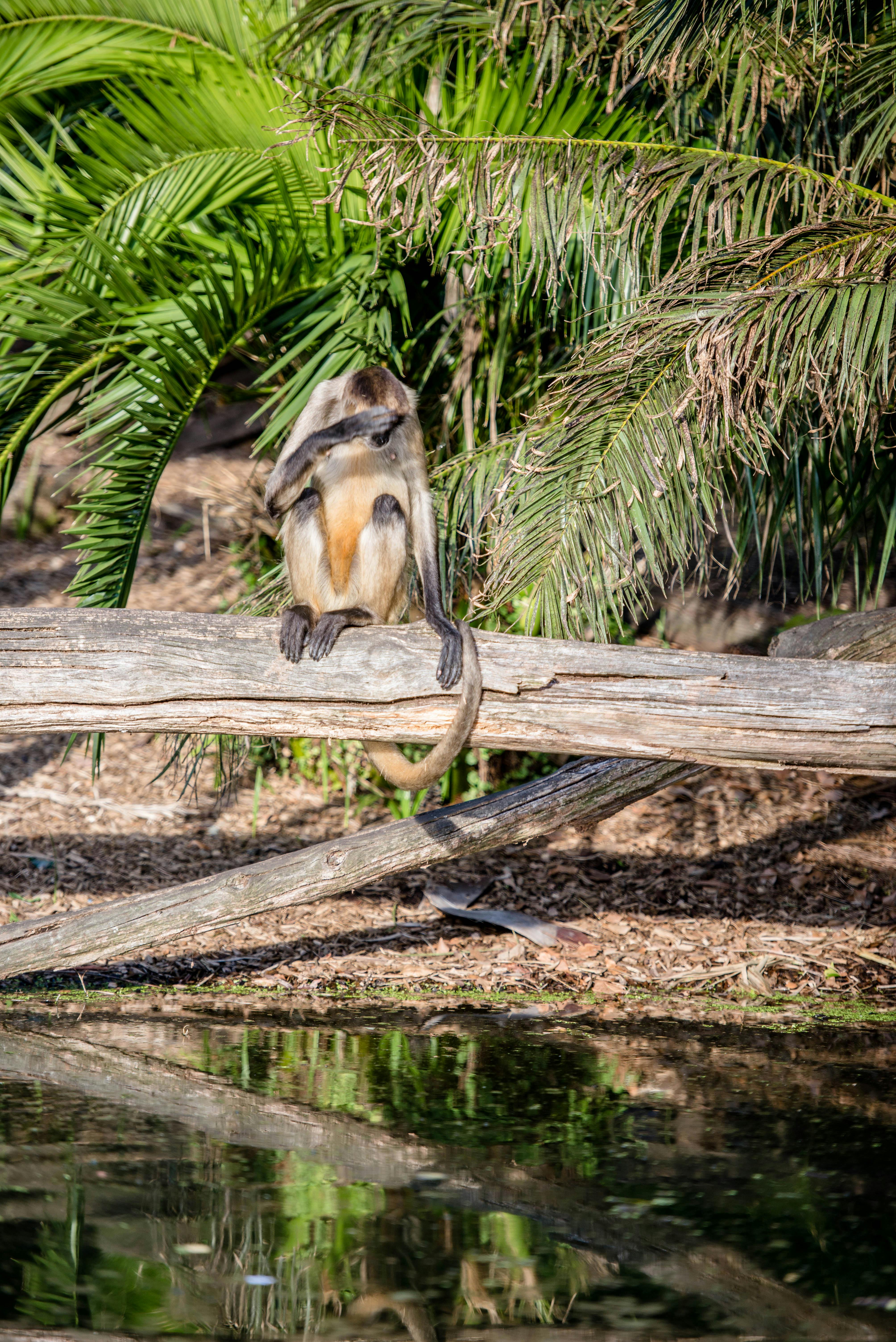 CAT C12 Water Pump (Part 2142681)