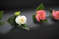 Pink and white roses on textile surface