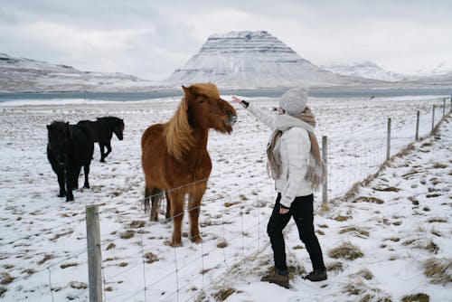 免費 人, 冬衣, 冰島的 的 免費圖庫相片 圖庫相片