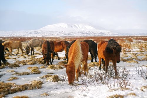 Free A herd of wild horses grazes in a snowy landscape beneath a distant mountain. Stock Photo