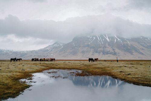 Free Scenic view of horses grazing by a lake with snow-capped mountains and a foggy sky. Stock Photo