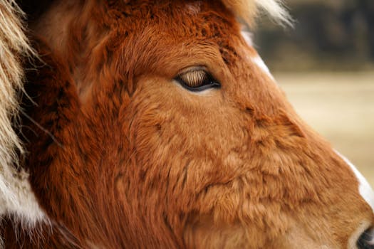 Detailed close-up of a brown cattle's eye showcasing its fur texture and natural beauty.