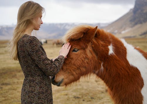 Fotobanka s bezplatnými fotkami na tému blondína, kôň, krásny