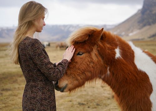 Free A woman gently pats an Icelandic horse in an open field, showcasing natural beauty and connection. Stock Photo