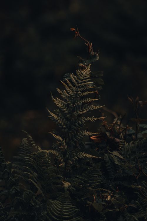 Free Dark, atmospheric shot of fern plants in an outdoor natural setting, showcasing texture and detail. Stock Photo
