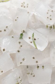 特写镜头中，艺术冰块里冷冻着精致的花朵和绿色植物