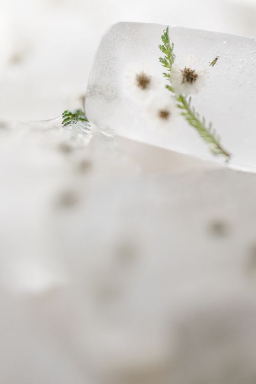 Free A detailed close-up of an ice cube with delicate white flowers and a fern inside, on a smooth surface. Stock Photo