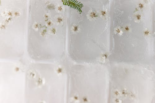 Darmowe zdjęcie z galerii z flora, kostki lodu, liście