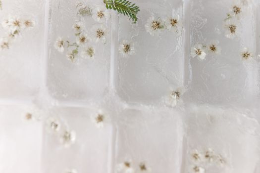 精致的白花被冰块封存，呈现出极简主义的艺术设计