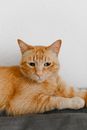 一只姜黄色的虎斑猫放松地躺在室内，表情安详