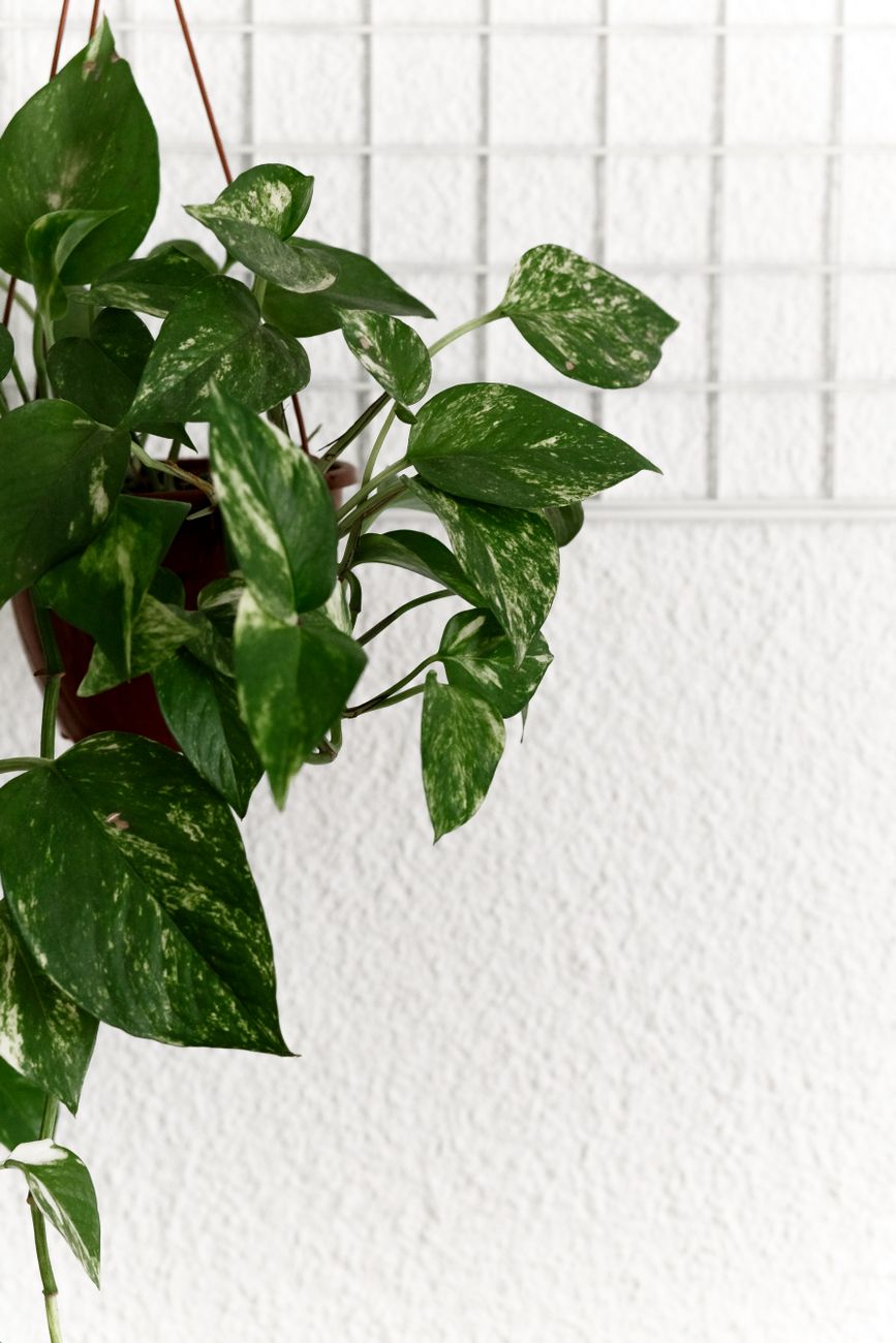 Minimalist indoor scene with a hanging pothos plant against a textured white wall.