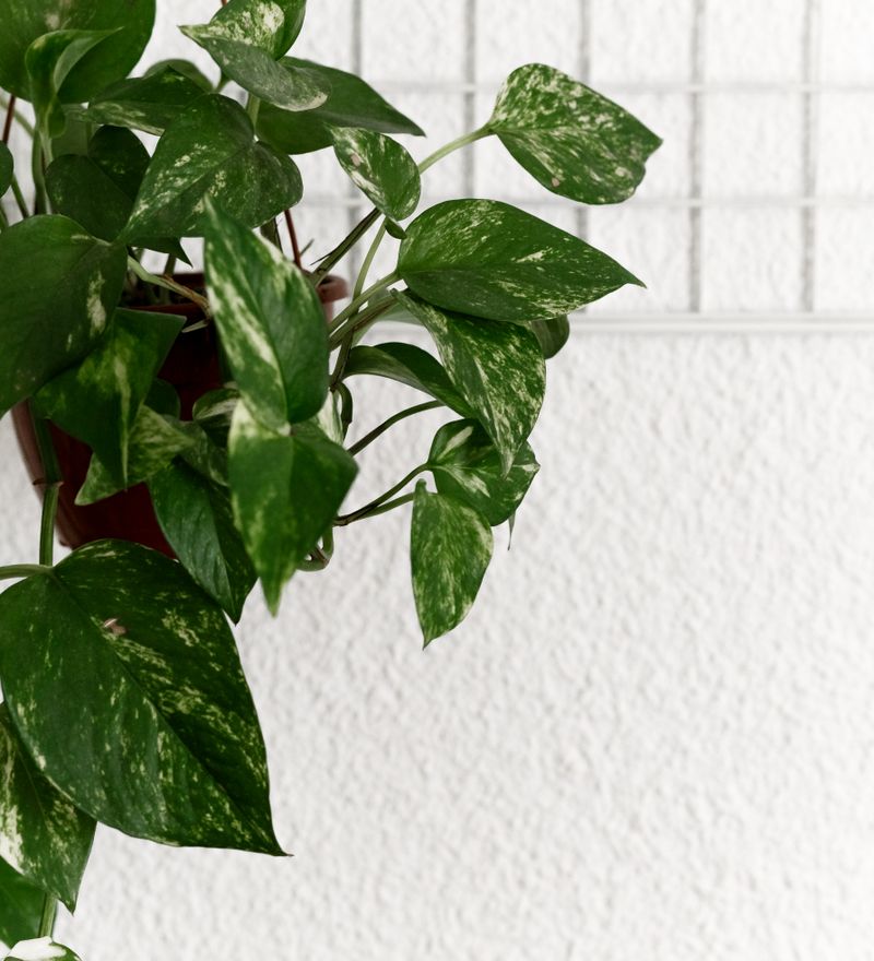 Pothos suspendu contre un mur blanc