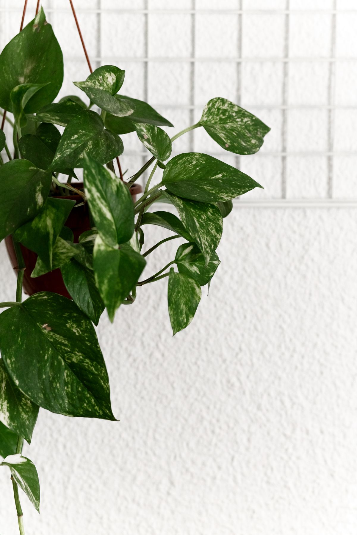 Minimalist indoor scene with a hanging pothos plant against a textured white wall.