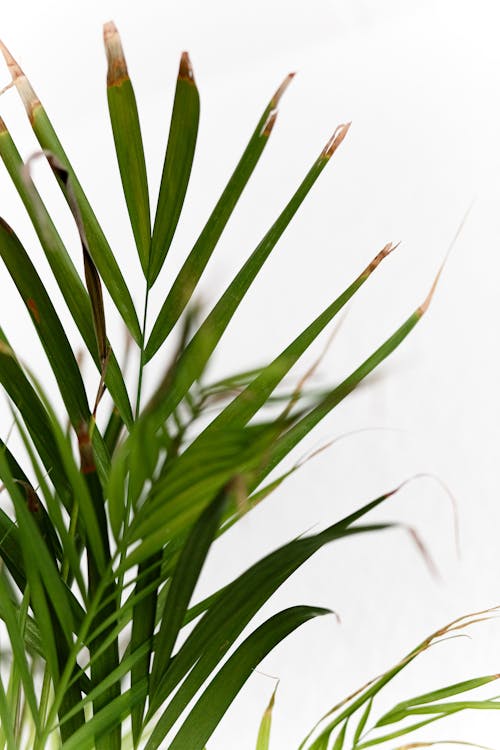 Foto profissional grátis de folhas verdes, palmeira areca, planta