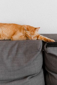 一只橙色的虎斑猫放松地睡在室内舒适的灰色沙发上