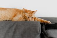 一只橙色虎斑猫舒适地趴在室内的灰色沙发上，画面宁静祥和