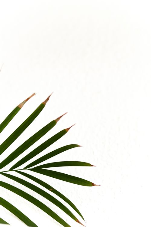 Free Elegant areca palm leaves with ample white copy space in a vertical frame. Stock Photo