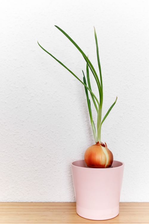 Free A single onion plant sprouts green shoots from a pink pot indoors. Stock Photo