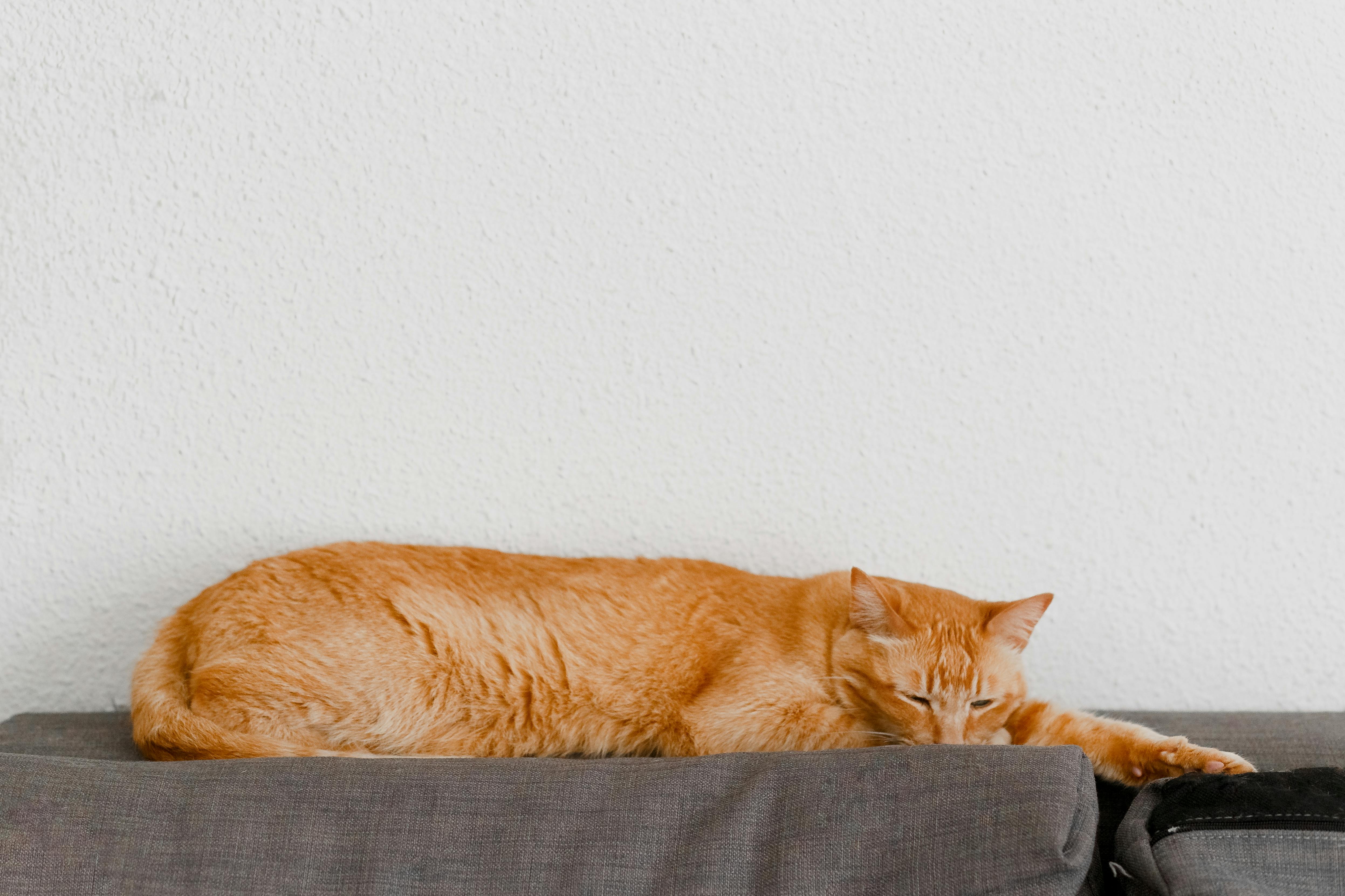 一只安静的橙色虎斑猫在靠中立墙的沙发上放松