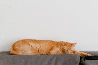 一只安静的橙色虎斑猫在靠中立墙的沙发上放松