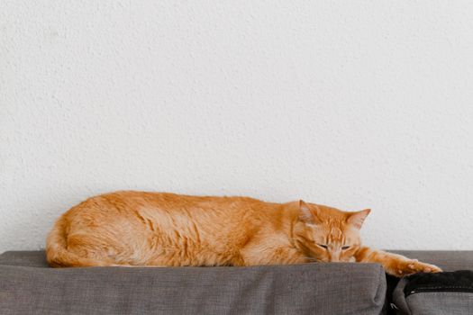 一只安静的橙色虎斑猫在靠中立墙的沙发上放松