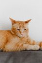 Orange Tabby Cat Lying on White Textile