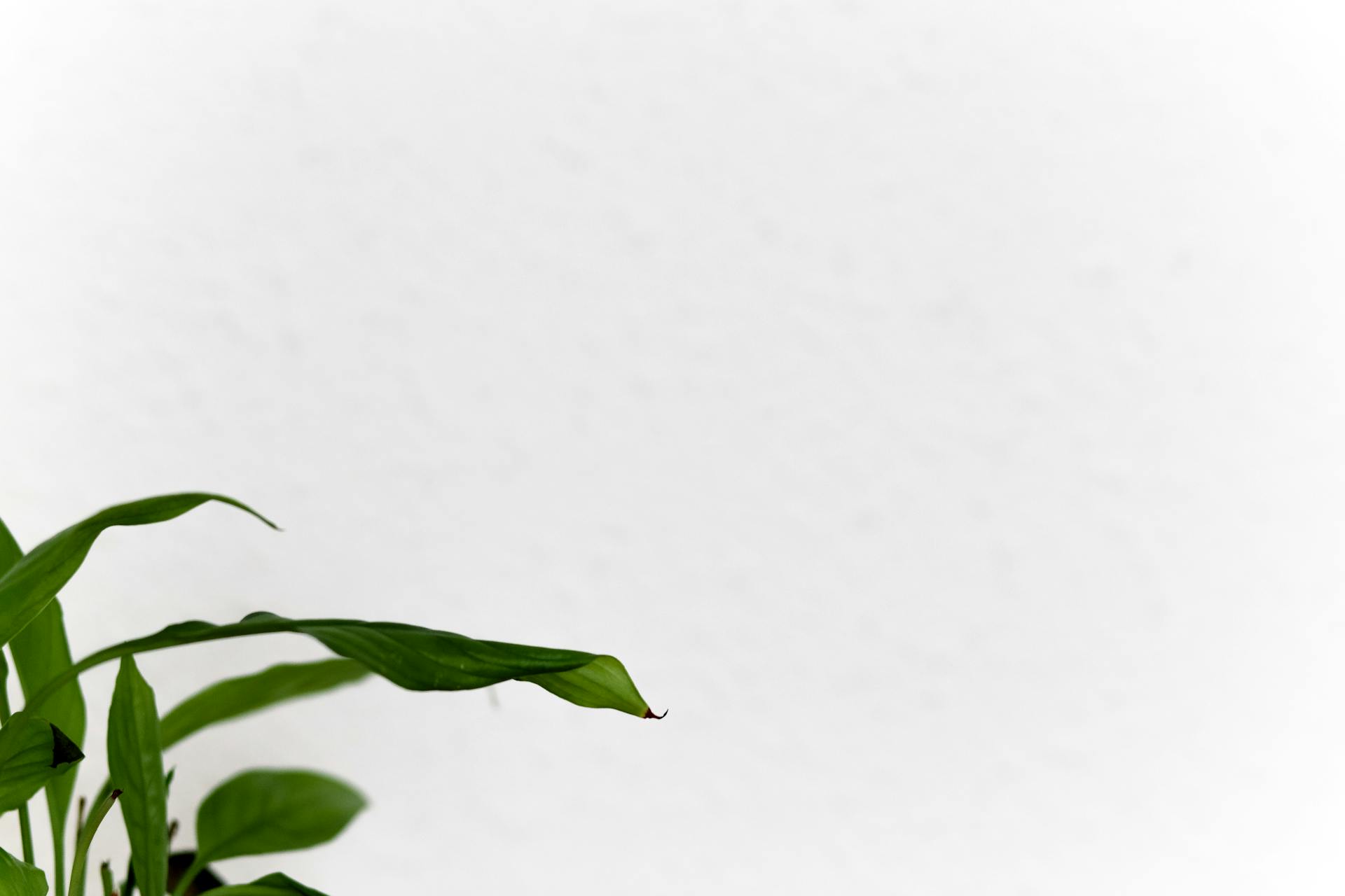 A simple and elegant image of green leaves against a white wall, providing ample copy space.