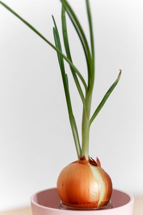 Free Close-up of an onion bulb sprouting leaves indoors in a pot. Stock Photo