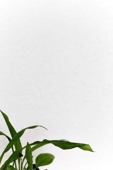这张白色背景下的绿色植物极简主义图像，非常适合设计项目